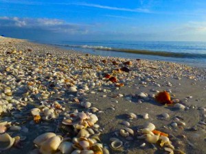seashells on Captiva i love shelling