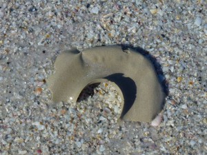 shark eye moon shell egg collar shark eye moon shell egg collar