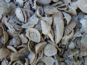 shells in my sanibel florida walkway shells in my sanibel florida walkway