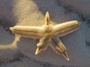 starfish regrow arms starfish regrow arms
