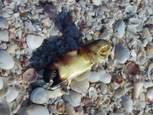 stone crab claw on beach stone crab claw on beach
