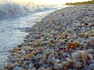 whelk seashells Sanibel beach whelk seashells Sanibel beach