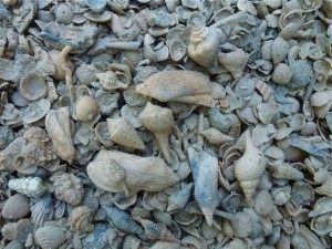 whole florida walk way shells driveway whole florida walk way shells driveway