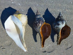13 inch whelk horse conchs 13 inch whelk horse conchs