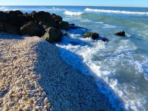 Blind Pass shells rough water