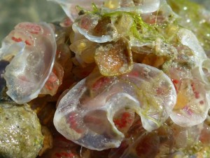 Calotrophon ostrearum egg case mauve mouth drill Calotrophon ostrearum egg case mauve mouth drill