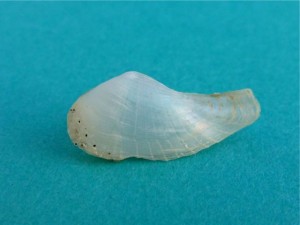 Florida lyonsia Lyonsia floridana Florida lyonsia Lyonsia floridana