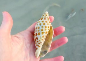 Junonia sanibel pier Junonia sanibel pier