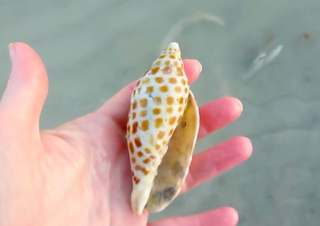 brown speckled junonia