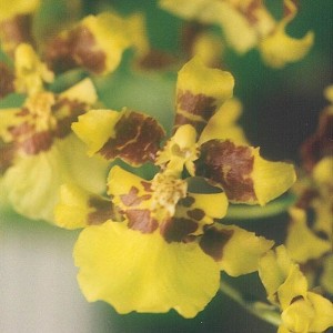 Oncidium-altissimum orchid Oncidium-altissimum orchid