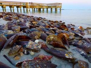Pen shells Sanibel pier Pen shells Sanibel pier