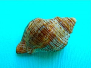 Rock snail shell Sanibel Codringtonia codringtonii Rock snail shell Sanibel Codringtonia codringtonii