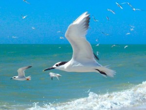 Sanibel Sandwich Tern