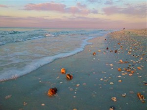 Sanibel dusk seashell conchs Sanibel dusk seashell conchs