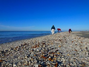 Sanibel shell beach Sanibel shell beach