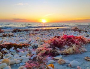 Sanibel sunset red drift algae Sanibel sunset red drift algae