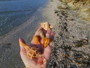 Seashells from Captiva Island Florida Blind Pass January Seashells from Captiva Island Florida Blind Pass January