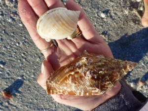 Strombus costatus and Semicassis granulata Strombus costatus and Semicassis granulata