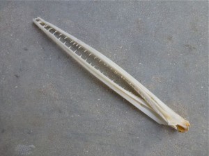 alligator gar jaw bone alligator gar jaw bone
