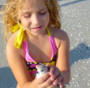 alyssa with hurt sanderling bird alyssa with hurt sanderling bird