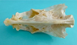 bird fish skull bottom