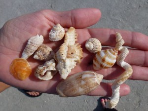 captiva seashell stephanie judy captiva seashell stephanie judy