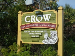 crow rehabilitation of wildlife sanibel crow rehabilitation of wildlife sanibel