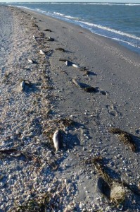 dead fish red tide sanibel