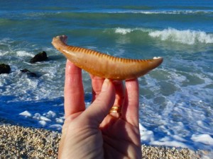 deer cowrie piece bp jan