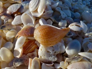 fig shell BP captiva jan