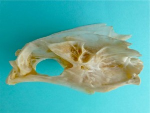iLoveShelling fish but looks like a bird skull
