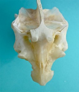 iLoveShelling bird fish skull front