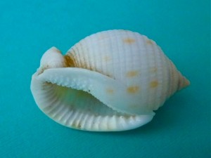 jane scotch bonnet aperture jane scotch bonnet aperture