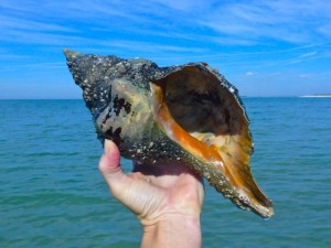 large horse conch seashell large horse conch seashell