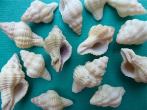 mauve-mouth drills Calotrophon ostrearum mauve-mouth drills Calotrophon ostrearum