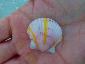 miyuki favorite shell