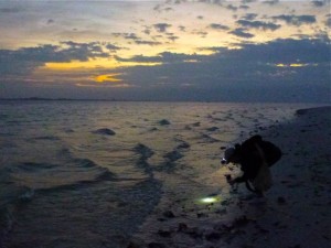 miyuki head lamp shelling