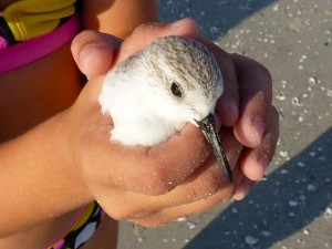 sanderling bird in the hand sanibel florida sanderling bird in the hand sanibel florida