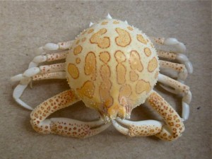 sanibel florida purse crab sanibel florida purse crab