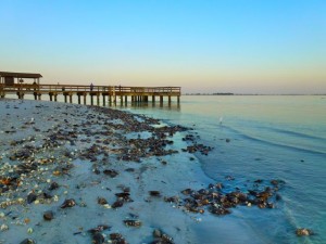 seashells by sanibel fishing pier