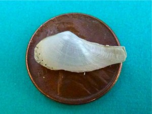 size of Lyonsia floridana florida lyonsia seashell size of Lyonsia floridana florida lyonsia seashell
