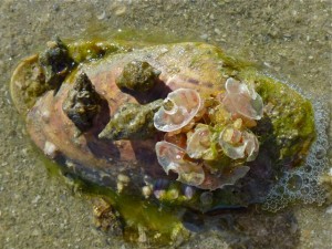 sunray venus with mauve-mouth drill egg case sunray venus with mauve-mouth drill egg case