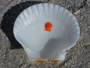 tiny scallop seashell shell orange tiny scallop seashell shell orange