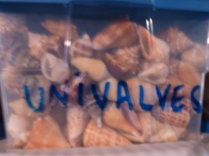 univalve box univalve box