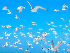 white bird blue blizzard