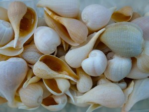 Atlantic fig shells Sanibel Atlantic fig shells Sanibel