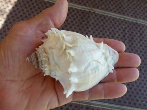 Ron large kings crown sanibel