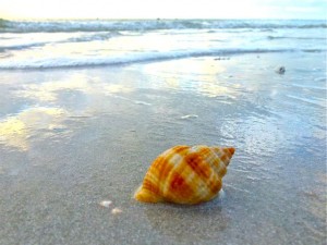 Sanibel beached nutmeg Sanibel beached nutmeg