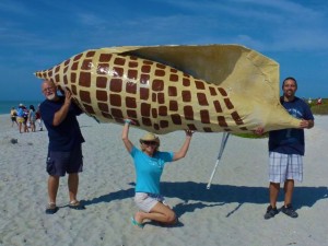biggest sanibel junonia