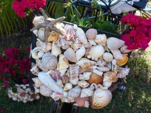 bike basket shells